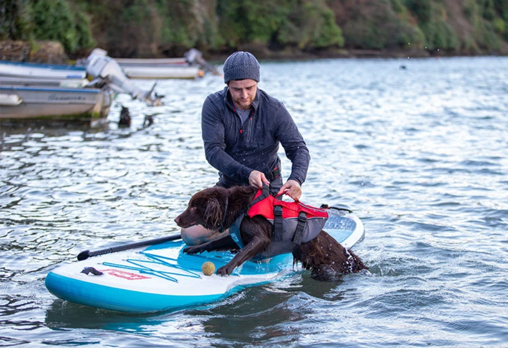 Bear The Dog Getting On A Paddle Board