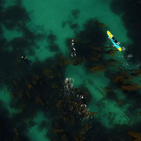 Meet The Wild And Scilly Mermaids