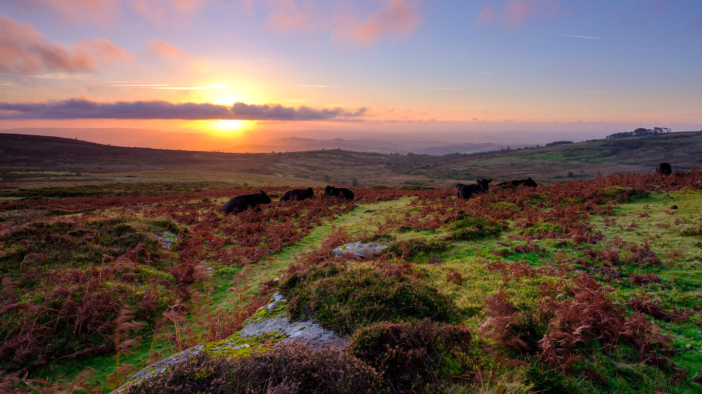 Overlooking Dartmoor in Autumn