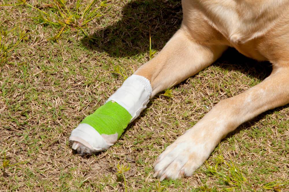 Dog with injured paw wrapped up with bandage