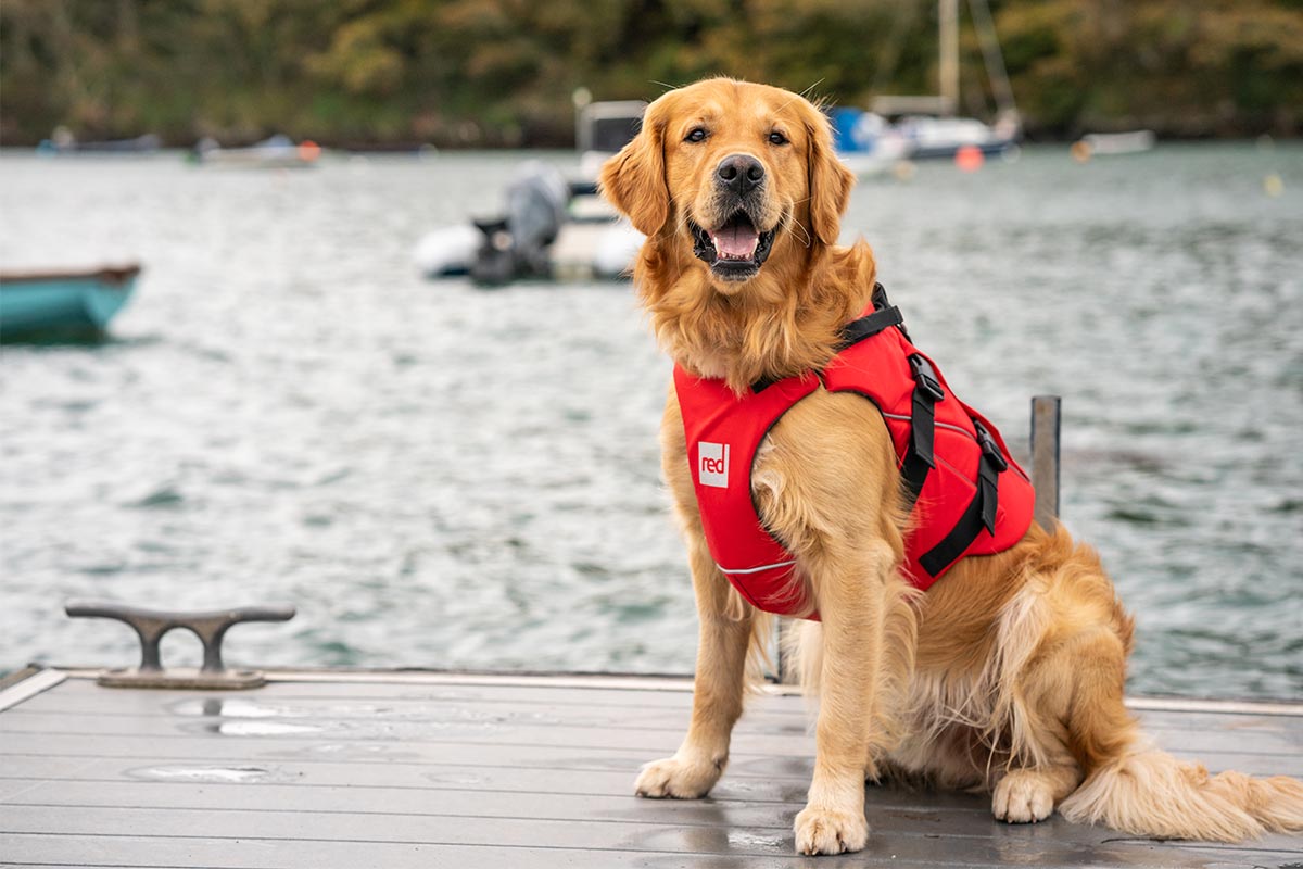 Dog sitting on a jetty wearing a Red Original Dog Buoyancy Aid in Red