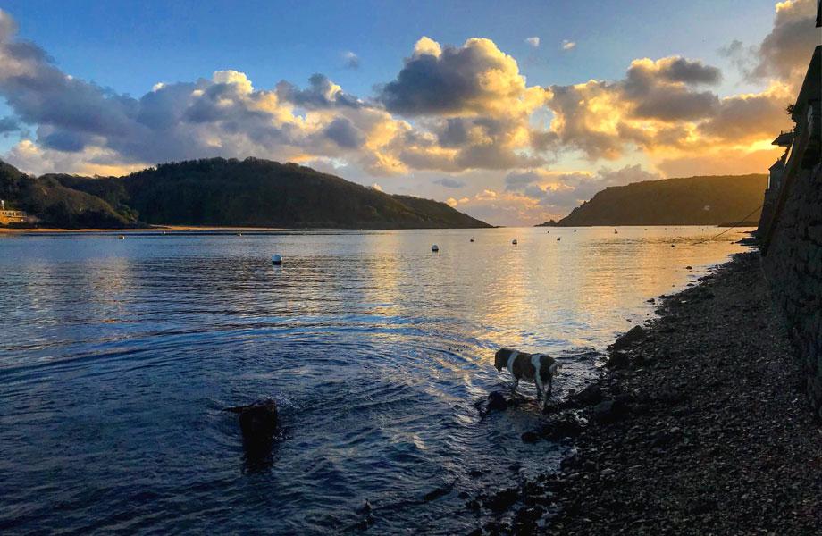 2 dogs swimming in a body of water in Salcombe