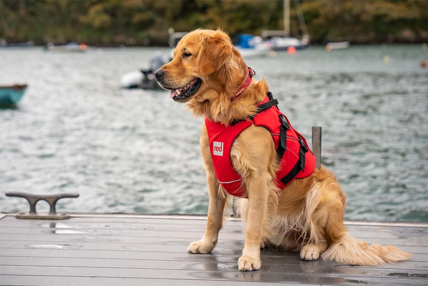 Dog Wearing A Dog Buoyancy Aid Sitting On A Jetty