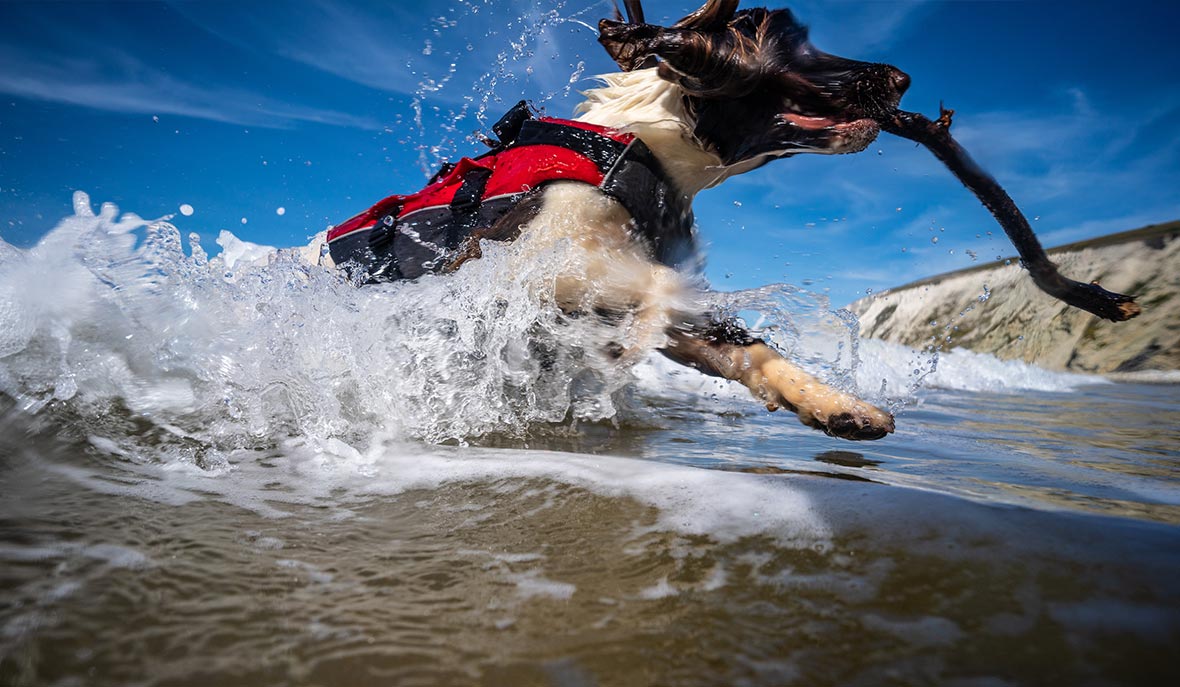 Dog running in the water wearing Red Original Dog Buoyancy Aid