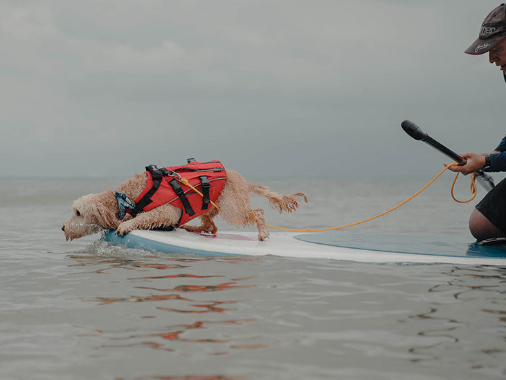 6 Top Tips For Taking Your Dog To The Beach In Winter