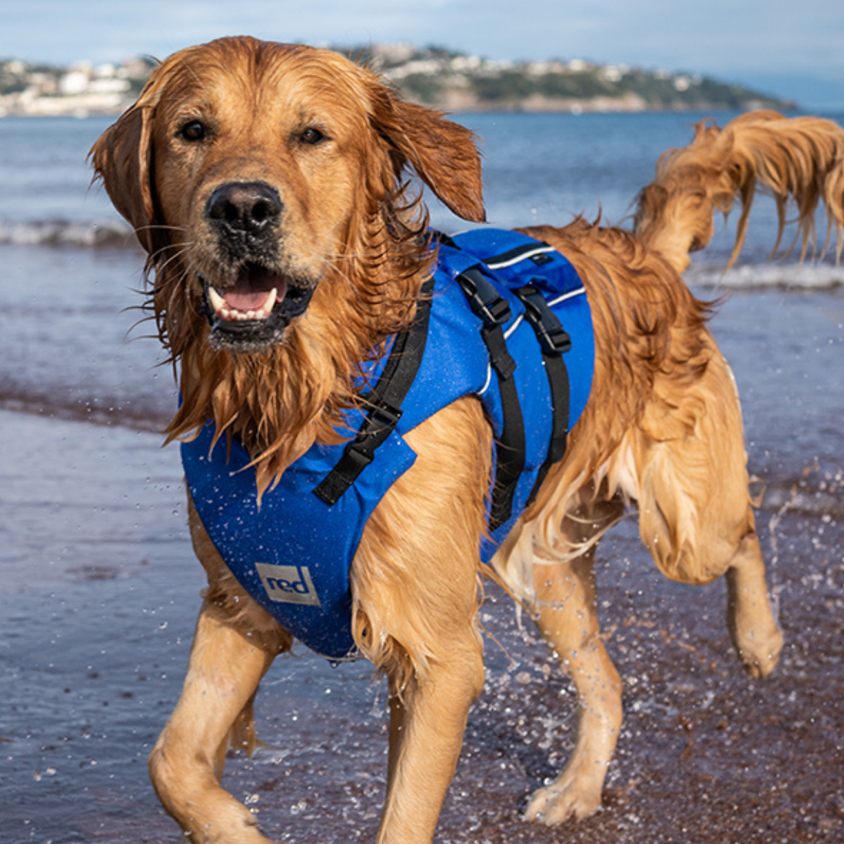 Dog Buoyancy Aid - Blue