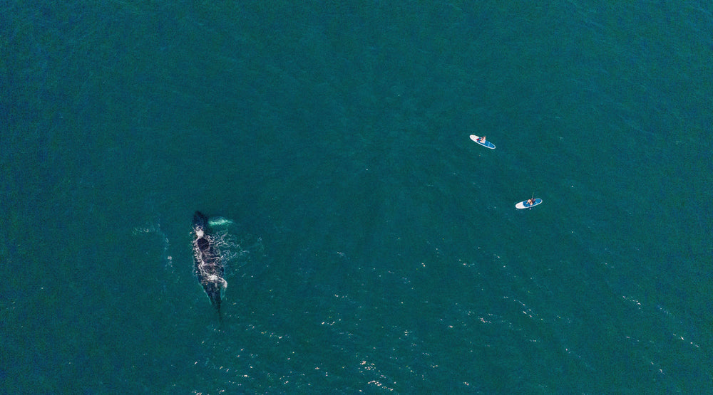 Birds eye view of two people on Red paddle boards, paddling beside a whale.